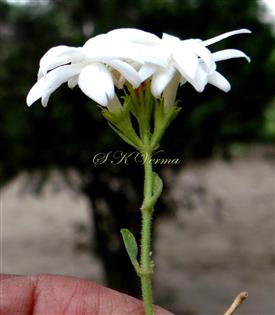 Inflorescence-Dichasial cyme